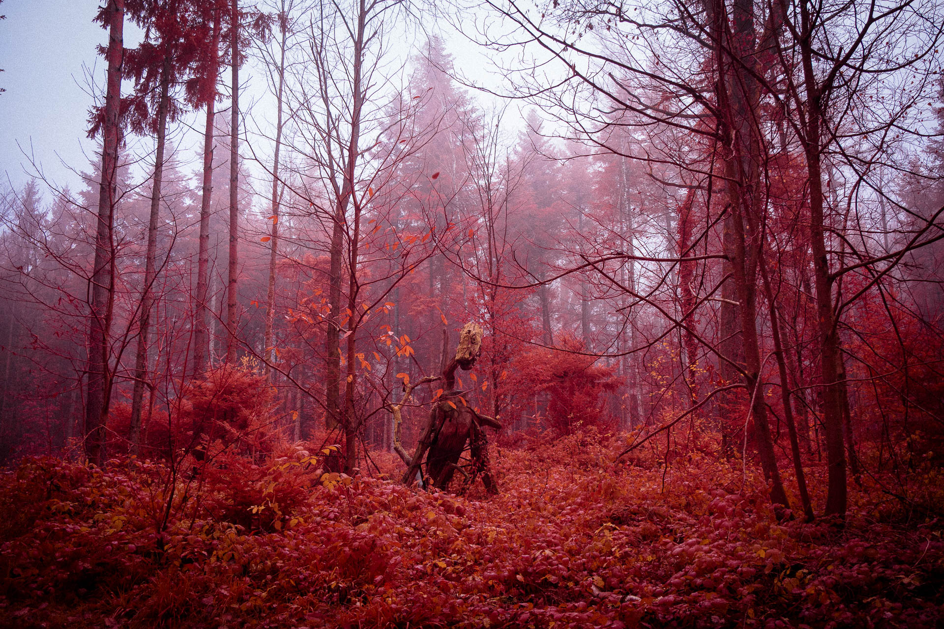 Scarlet Rot