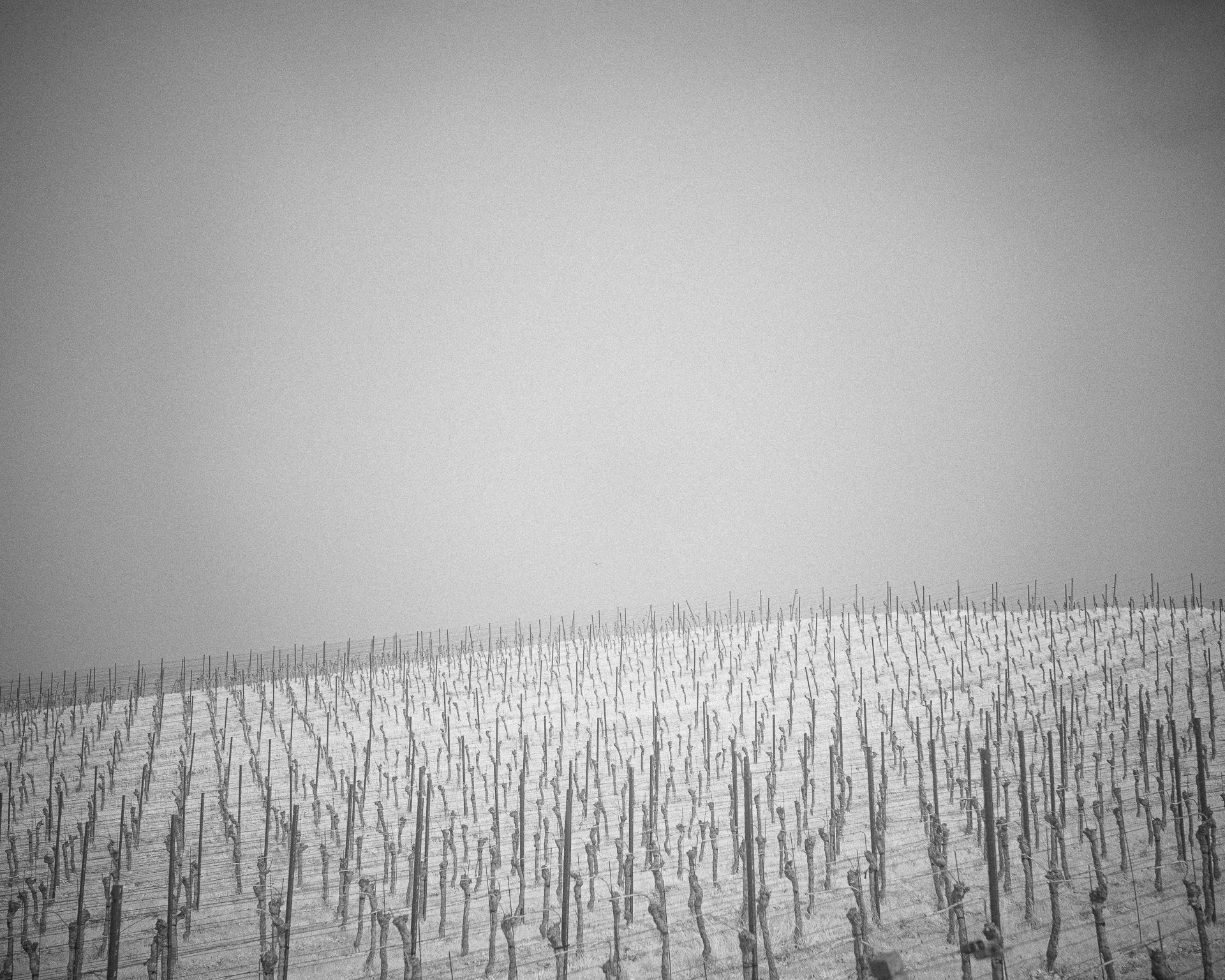 Vineyards & Orchards