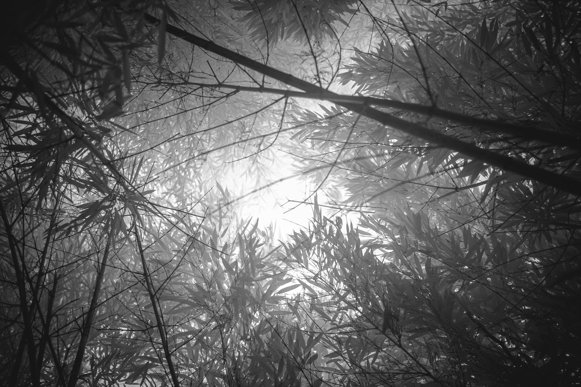 Bamboo Forest